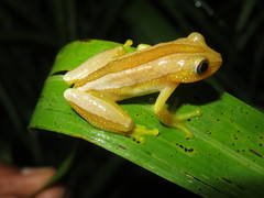 Afrixalus fornasini