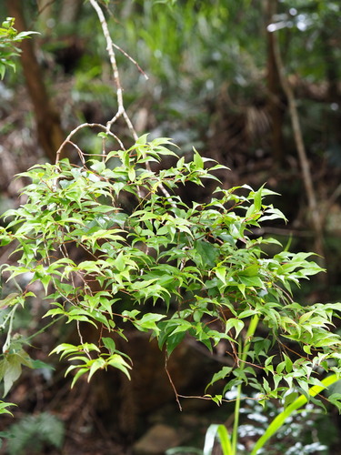 Sea bilberry (Vaccinium bracteatum)