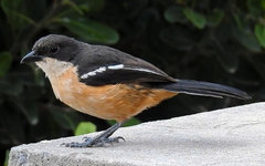 Laniarius ferrugineus