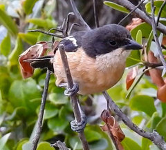 Laniarius ferrugineus