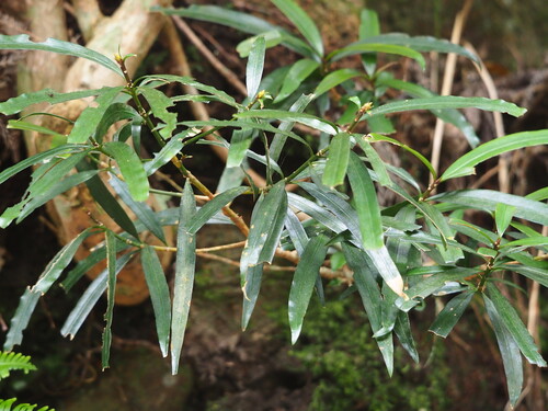 Nakai yellowwood (Podocarpus nakaii)
