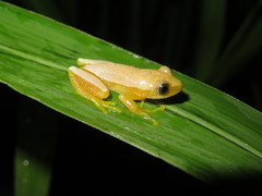 Afrixalus fornasini