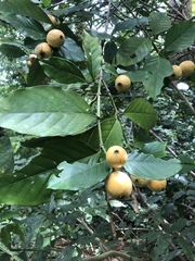 Posoqueria
