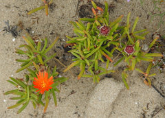 Lampranthus fergusoniae