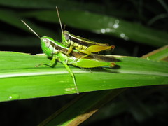 Oxya hyla