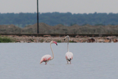 Phoenicopterus roseus