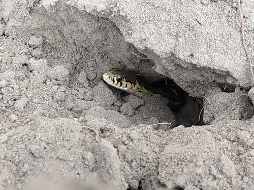Longtail Alpine Garter Snake
