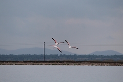 Phoenicopterus roseus