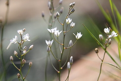 Eriospermum ornithogaloides