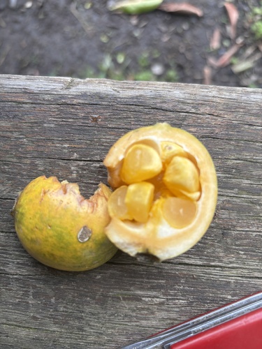Posoqueria latifolia, photograph 2