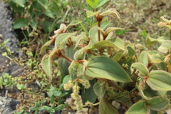 Miconia dependens
