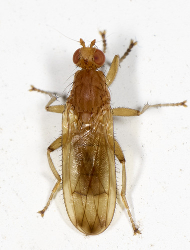 Unknown species found near College Hill, Cincinnati, OH, USA, front