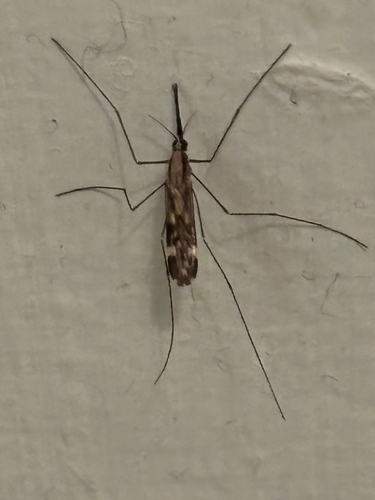 Unknown species found near Greely Road Ext, Cumberland Center, ME, US