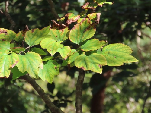 Lindera obtusiloba, photograph 5