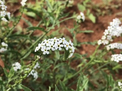 Heliotropium steudneri