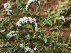 Heliotropium steudneri