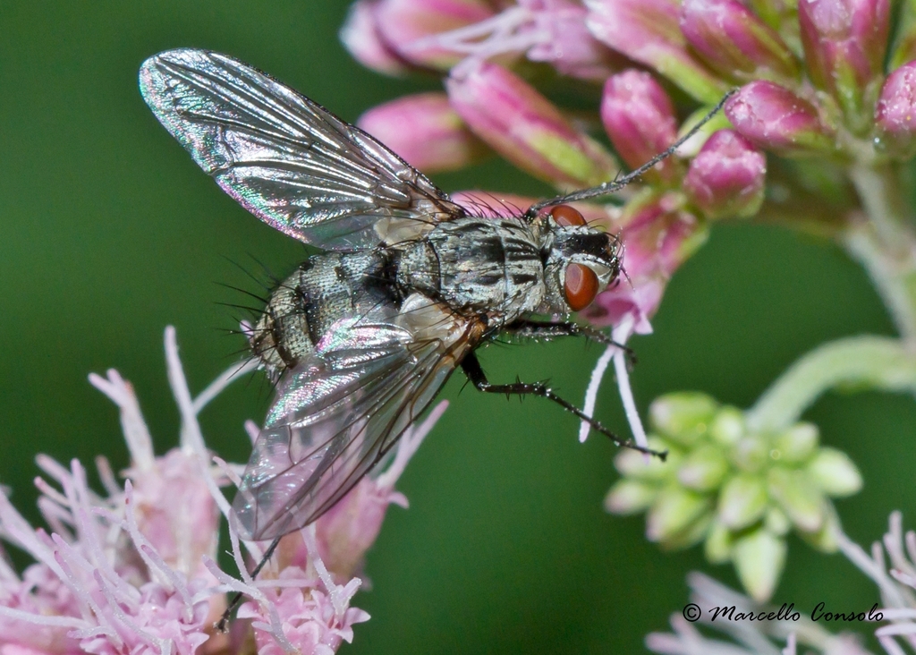 Dexiinae