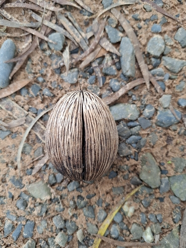 Cerbera manghas