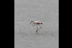 Phoenicopterus roseus