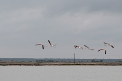 Phoenicopterus roseus
