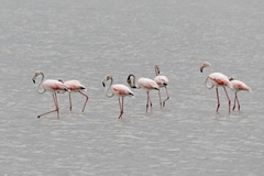 Phoenicopterus roseus