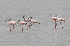 Phoenicopterus roseus