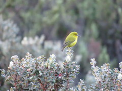 Chlorodrepanis virens wilsoni