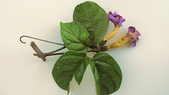 Amphilophium scabriusculum