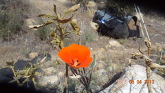 Calochortus kennedyi