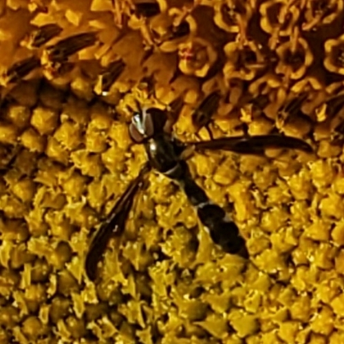 Unknown species found near East Vincent Township, PA, USA