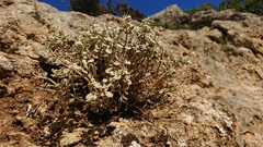 Teucrium cuneifolium