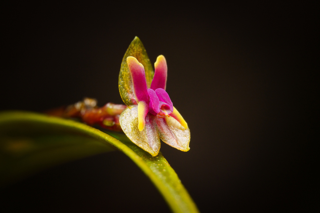 Lepanthes cerambyx