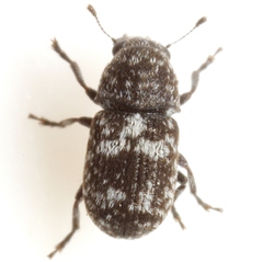 Ormiscus albofasciatus