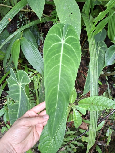 Queen Anthurium (Anthurium warocqueanum)