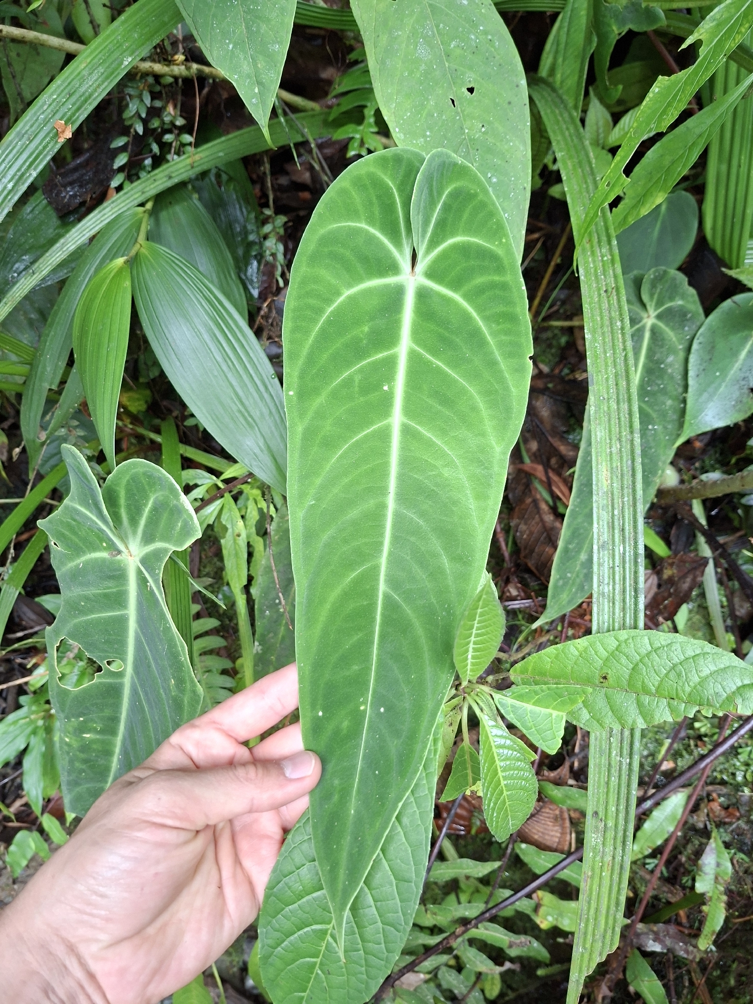 Anthurium warocqueanum