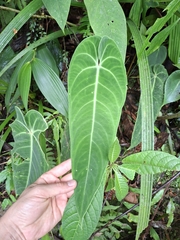 Anthurium warocqueanum, photograph (c) Daniel Mesa, some rights reserved (CC BY)