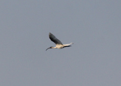 Threskiornis melanocephalus