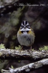 Zonotrichia capensis