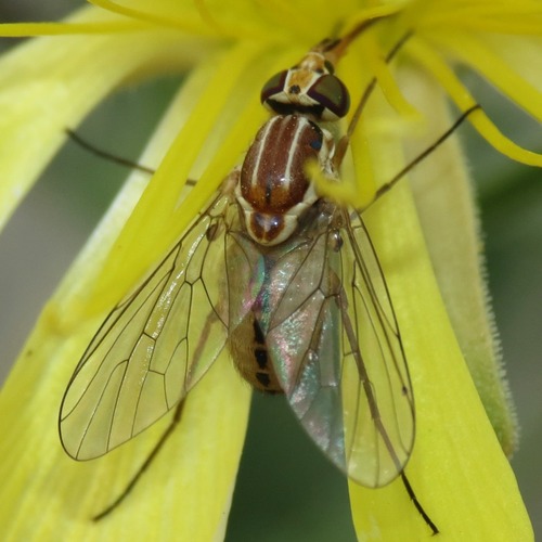 Unknown species found near Rillito, Tucson, AZ, USA