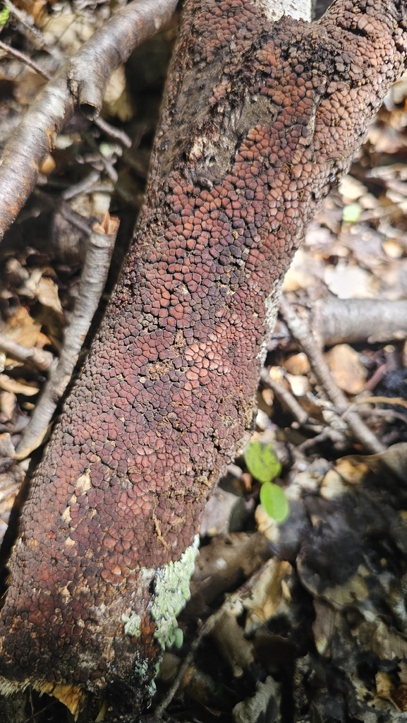 Aleurodiscus berggrenii · October 2025 · photo: © henryahh (iNaturalist, cc0)