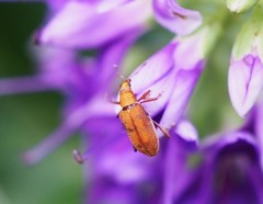 Oreocalus