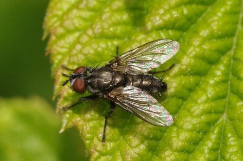 Dark Pygmy Flesh Fly (Sarcophaga dissimilis) · iNaturalist