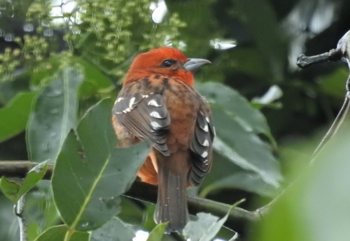 Piranga bidentata