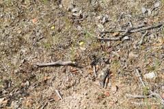 Leontodon longirostris