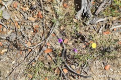 Campanula lusitanica