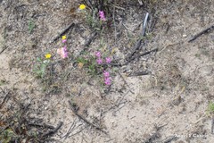Silene scabriflora