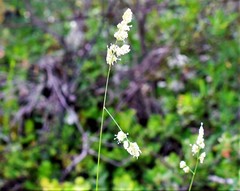 Dactylis glomerata hispanica