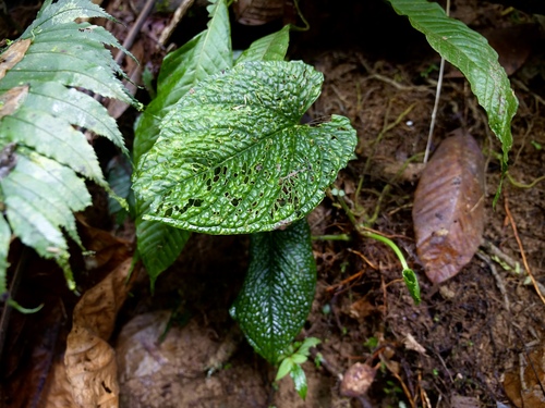 Anthurium splendidum