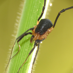 Protolophus niger