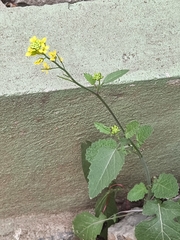 Mustard Greens (Brassica juncea)